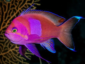 Squarespot Anthias took awhile to hold still by Steven Miller 